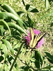 Papilio multicaudata