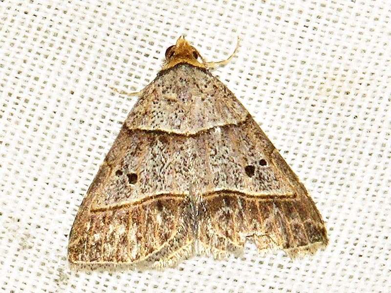 Plecoptera tripalis