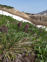 Calamagrostis sesquiflora