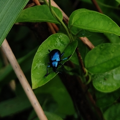 Chrysomelidae