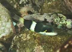 Thalassoma nigrofasciatum