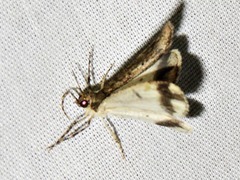 Xylopteryx arcuata