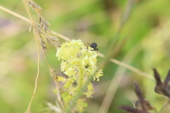 Hylaeus signatus