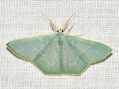 Thalassodes quadraria