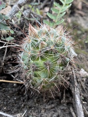 Mammillaria barbata