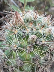 Mammillaria barbata