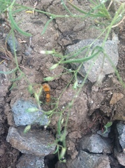 Sphaeropthalma unicolor