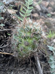 Mammillaria barbata