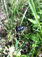 Gnophaela latipennis