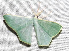 Thalassodes quadraria
