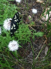 Gnophaela latipennis