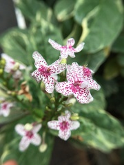 Pseuderanthemum maculatum
