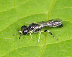 Rhopalum