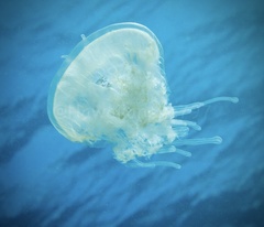 Cephea cephea