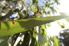 Eucalyptus splendens