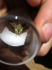 Proserpinus clarkiae