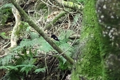 Petroica macrocephala