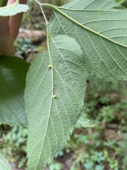 Celticecis pyriformis