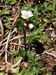 Cardamine bellidifolia alpina