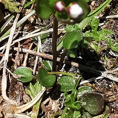 Cardamine bellidifolia alpina