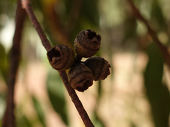 Eucalyptus splendens