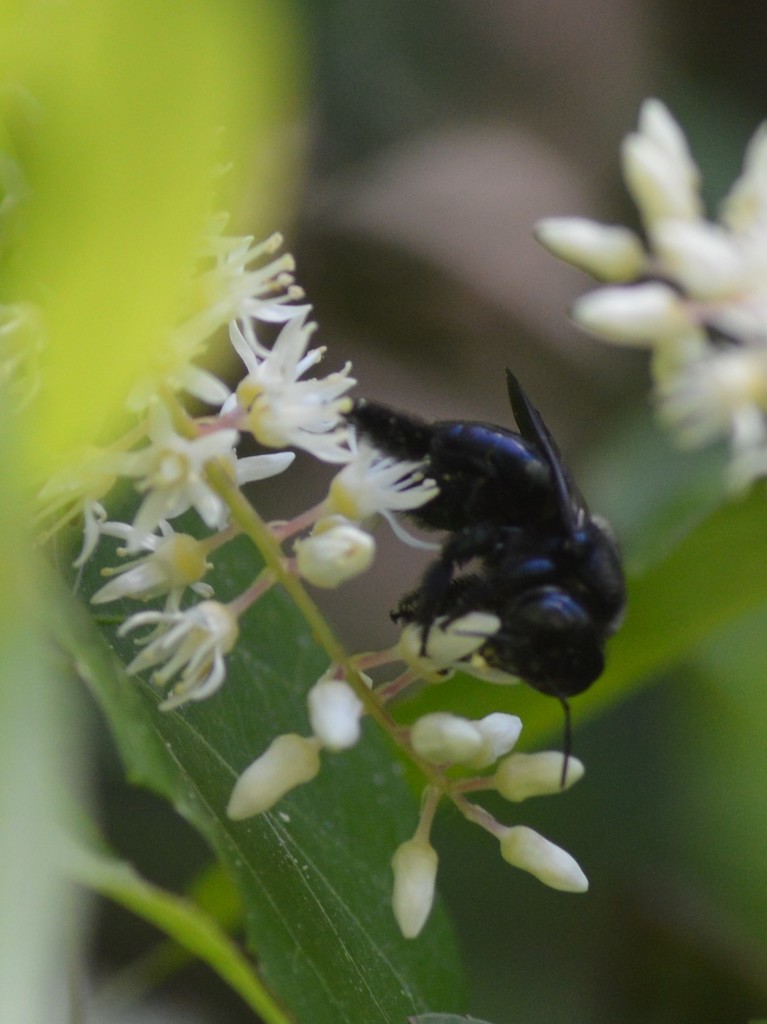 Southern Carpenter Bee from Tenoroc Fish Management Area on March 17, 2018 by Tom Palmer