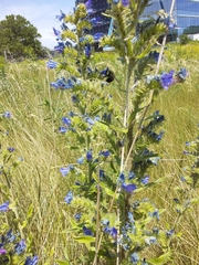 Echium vulgare