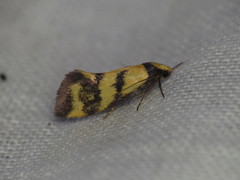 Olbonoma triptycha