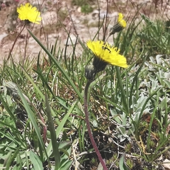 Pilosella lactucella