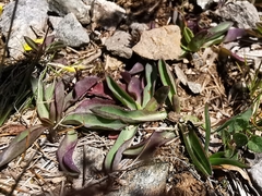 Pilosella lactucella