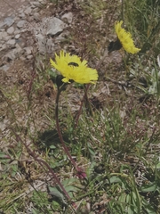 Pilosella lactucella