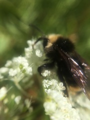 Bombus flavidus flavidus