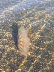 Chrysaora melanaster