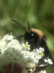 Bombus flavidus flavidus