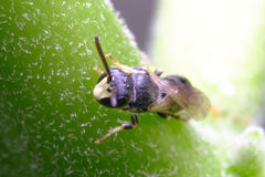 Hylaeus mesillae