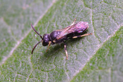 Hylaeus mesillae