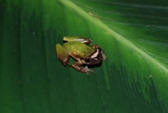 La Hondura Robber Frog photo 3