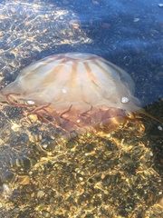 Chrysaora melanaster