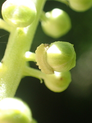 Celastrina neglectamajor