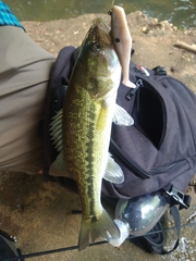 Micropterus henshalli