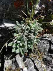 Draba tomentosa