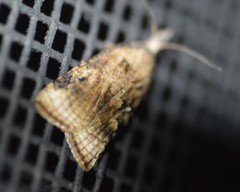 Platynota flavedana