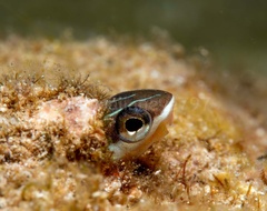 Plagiotremus goslinei