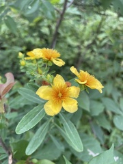 Hypericum kalmianum