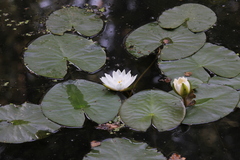 Nymphaea alba