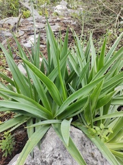 Hemiphylacus latifolius