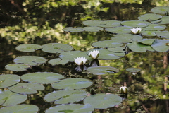 Nymphaea alba