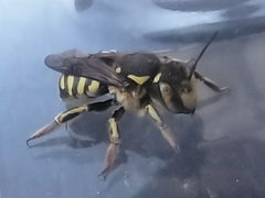 Anthidium florentinum