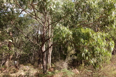 Eucalyptus splendens