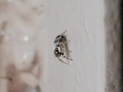 Salticidae